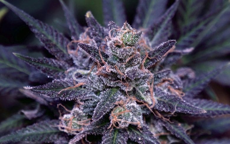 Cannabis news Cannabis news