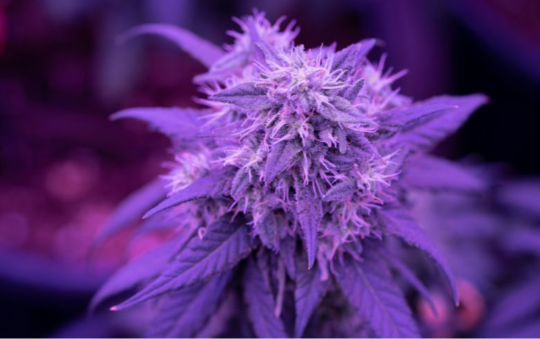 Grow Guides Grow Guides