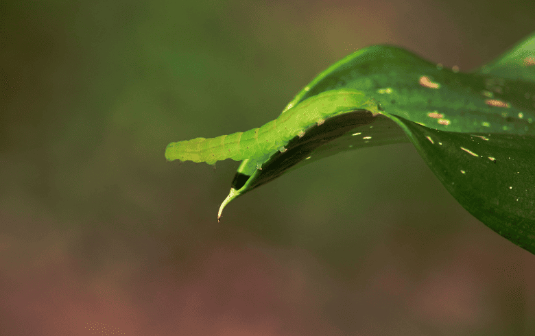 Green worm: causes, symptoms, and remedies