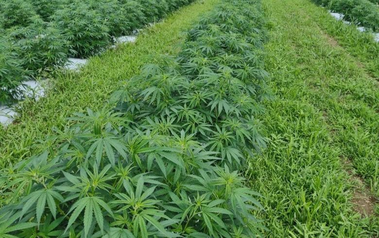 Grow Guides Grow Guides