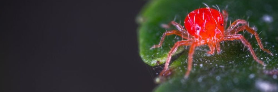 The best insecticide for red spider mites