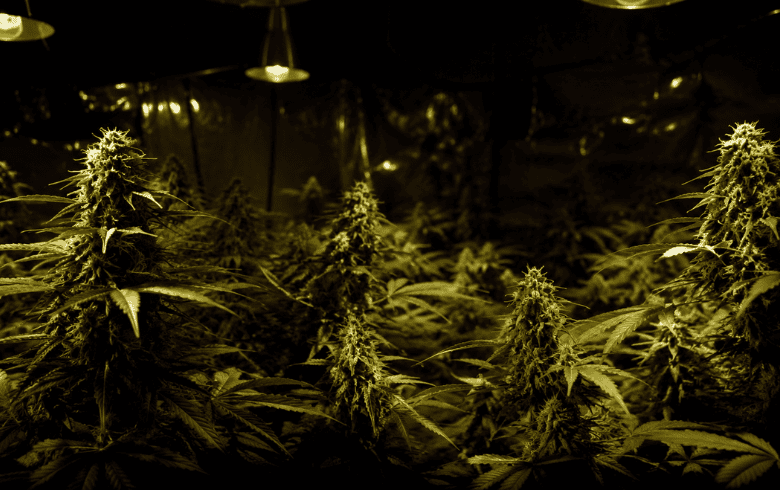 Narco movies: Hollywood’s big lie about cannabis cultivation