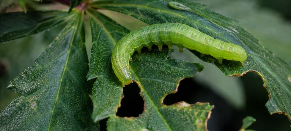 green worm on top of a leaf in advanced deterioration from bites