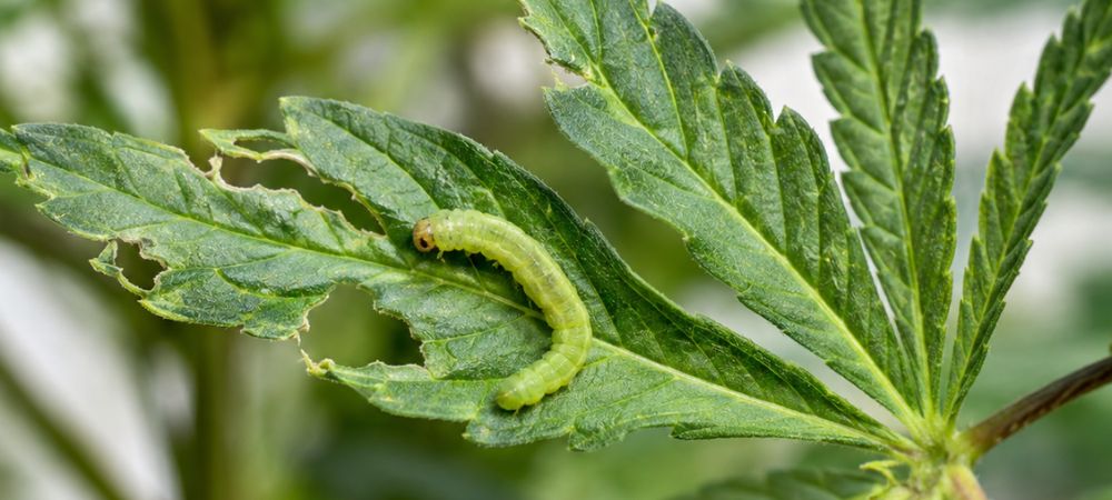 green worm on top of a leaf in advanced deterioration from bites