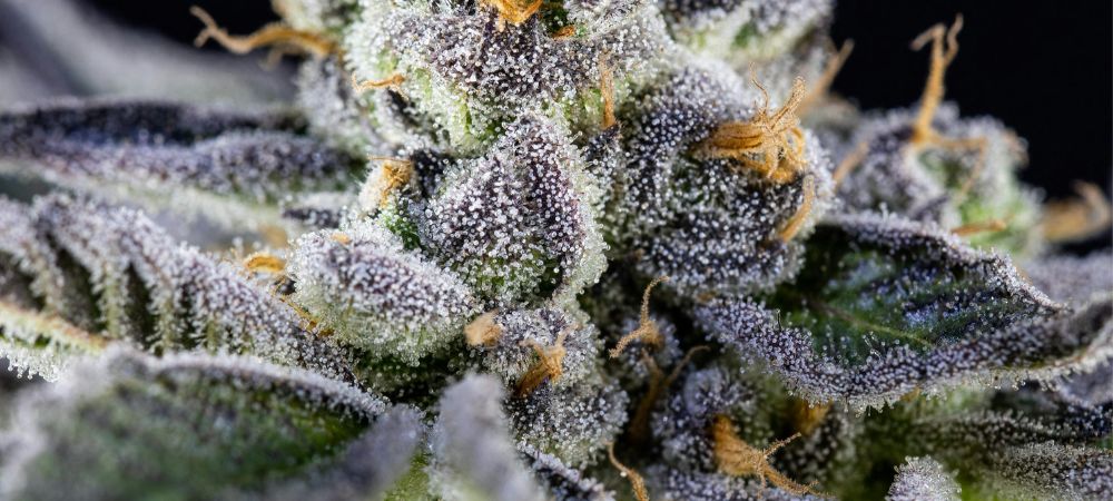 imagen del cogollo de una purple kush de cerca cmpletamente resinoso