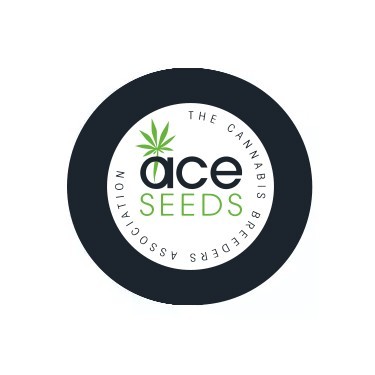 ACE Seeds Regular