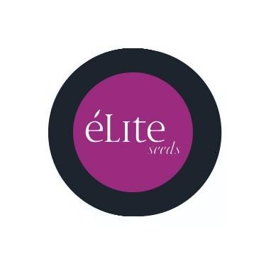 Élite Seeds Feminized 