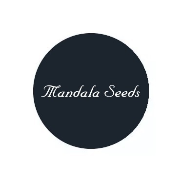 Mandala Seeds Feminized