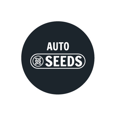 Autoflowering bulk seeds
