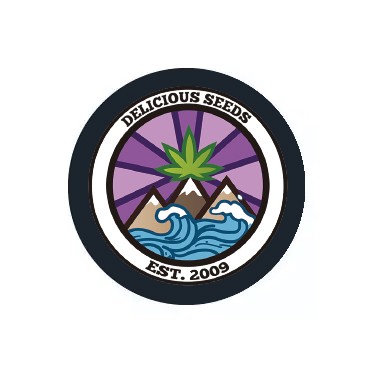 Delicious Seeds Autoflowering