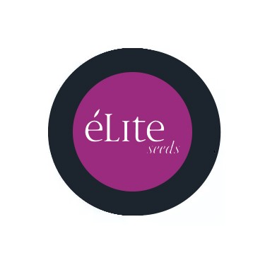 Elite Seeds Autoflowering