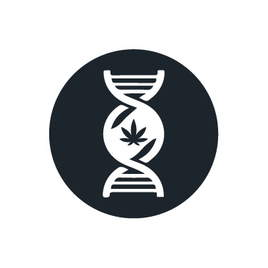 Marijuana Genetics