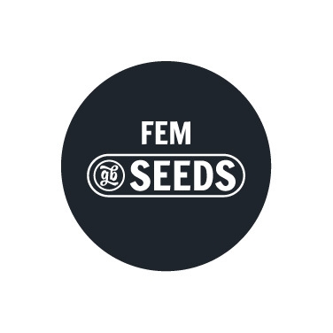 Feminized bulk seeds