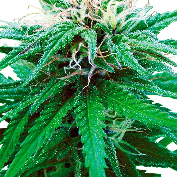autofloweing plant
