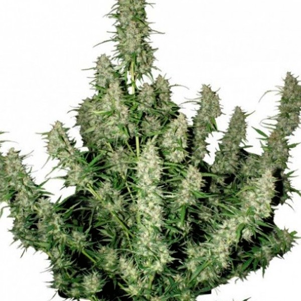 cannabis plant