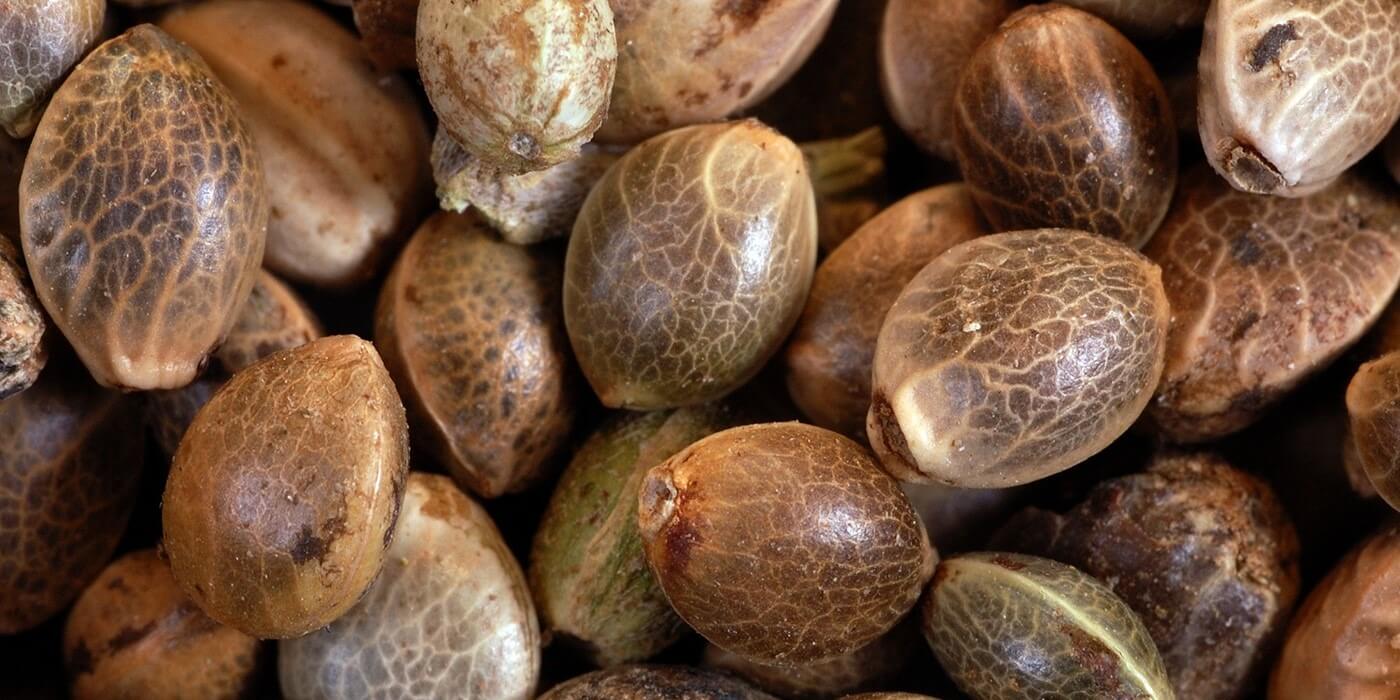 bulk seeds
